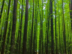 -山王坪喀斯特国家生态公园