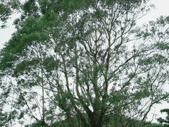 -火炉山森林公园