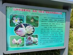 -莲花池公园