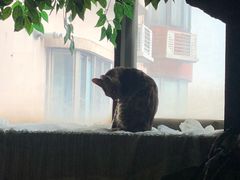 -猫猫幼稚园·撸猫·桌游·电玩