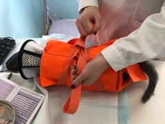 -瑞派福兴宠物医院犬猫全科·骨科·中西医结合(河东店)