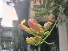 -南京市民俗博物馆(甘熙故居)