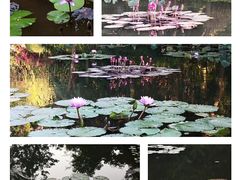 -曼听御花园