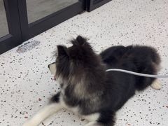 -瑞派康怡24h宠物医院·犬猫医疗中心·微创绝育(瑞景分院)