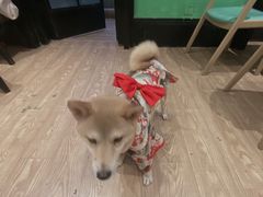 -猫色咖啡·猫咖