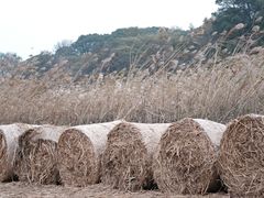 -湖南东洞庭湖国家级自然保护区