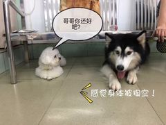 -瑞派动物医院·绝育·犬猫全科·预防医学(光景江南中店)