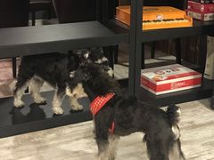 -百好乐宠物友好餐厅(朝外大街店)