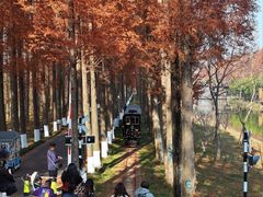 -黄海国家森林公园