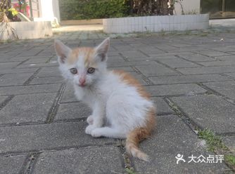 第一次见到它时,它很饿,附近没有一家店铺,只能自己从