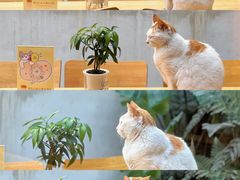 -猫的天空之城概念书店(苏州平江店)