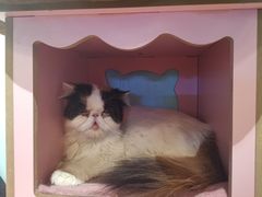 -猫小院猫主题餐厅(三里屯店)