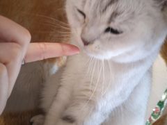 -藏猫猫咖啡主题馆(中央大道店)