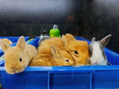 -溪岸路花鸟市场