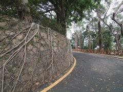 -银湖山郊野公园-相思林