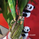 一鱼两吃｜这家烤鱼店都把我香迷糊了[呲牙]