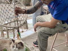 -喵屿·大理花园猫咖