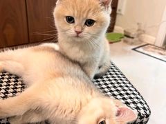 -纳吉亚猫专科动物诊疗中心(蒋宅口分院)
