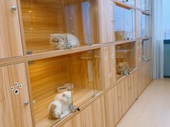 -猫十亿·布偶金渐层·曼基康矮脚猫舍(青年路店)