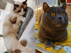 -COLOR PETS 撸猫馆·购猫·猫咖(长风大悦城店)