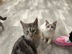 -楼上猫咖(罗湖店)