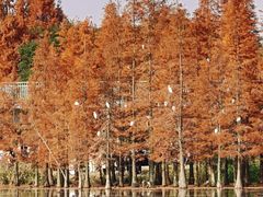 -白鹭湾湿地公园