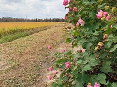 -嘉北郊野公园