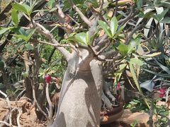 -国家植物园南园