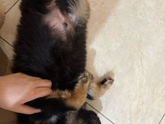 -天使宠物医院·犬猫分诊(彩虹店)