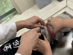 -申普宠物医院·心脏介入·心血管微创(总院)