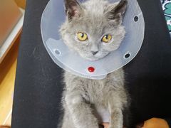 -佑安动物医院·全科·内窥镜中心(幸福巷店)