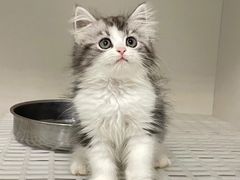 -lincat·猫舍(广州店)