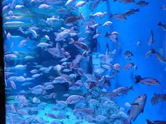 -成都浩海立方海洋公园