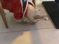 -平行世界·猫咖(首经贸店)
