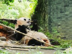 -都江堰中华大熊猫苑