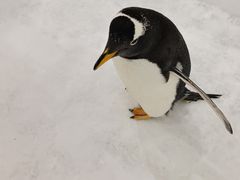 -广州热雪奇迹