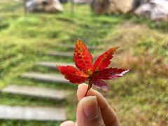 -广州市帽峰山景区
