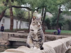 -西园寺素食(西园弄戒幢律寺店)