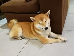 -柴务处·柴犬主题狗咖