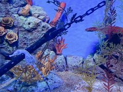 -上海海洋水族馆