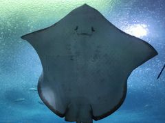 -珠海长隆海洋王国