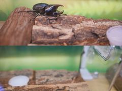 -正佳雨林生态植物园