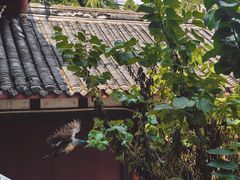 -都江堰普照寺