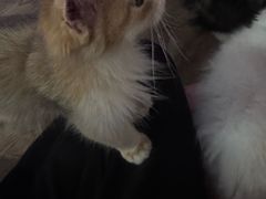 -楼上猫咖(罗湖店)