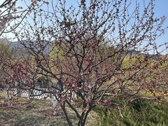 -北京西山国家森林公园