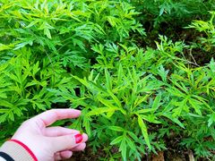 -星巴克(绍兴柯桥柯岩景区店)