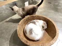 -more than meow吴止猫主题餐厅(承德 中船汇店)