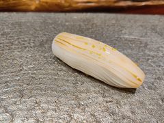 -鮨鳳