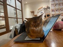 -猫小主咖啡·猫咖cat cafe(福田店)