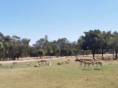 -威勒比开放式动物园